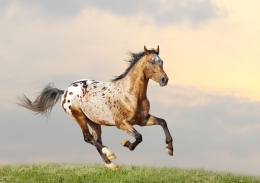 appaloosa stallion